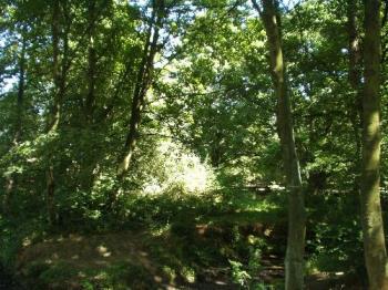 a wooded glade near huddersfield  - this is a beautiful place near my home in huddersfield in the west riding of yorkshire in the north of england 