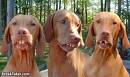 3 dogs with bad teeth - 3 dogs with bad teeth