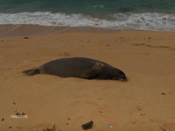deadly hawaiian monk seal - these little known killers attack and drown surfers and swimmers here monthly. it is a hidden fact that these animals weighing up to 400 pounds, the males being highly territorial, and protective of a beach they lay claim to will attack anything they presume to be a threat. animal rights activists, green peace and others have worked to hide this fact, while all of us who live here find out quick how dangerous these cute seals are, the tourists are the ones who pay the price. one to five a month are attacked resulting in 5 to 15 fatalities a year. i think they should post signs like they do when sharks are present. but the consensus is, that might spark hunting the creatures again. i say good riddance to these dangerous animals. i mean how would you like to be swimming and have a four hundred pound seal try to exclude you from his beach, or worse mistake you for a female, and try to mate with you in the surf. the later causes the most drownings. anyway watch out for the monk seal if your in the islands.
mahalo to all, oahu lopaka 