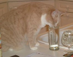 Cat - A cat drinking.
