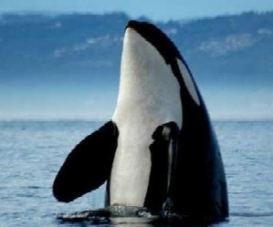 Whale - A killer whale.