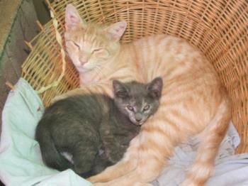 Cats! - This is Ginge & our kitten, Lilo!