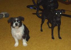 Chewy and Muffin - black and white is chewy, solid black is muffin (gone to doggy heaven)