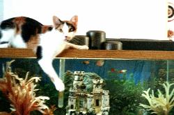 Who Me?  I Didn&#039;t Do Anything!! - Our calico cat on top of the fish tank looking guilty.  She actually did get one of our fish.  She is a character.  she goes fishing just about everyday.