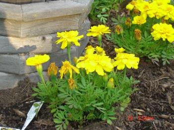 marigold - flowers from my garden.