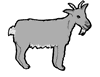 Goat - Grey Goat
