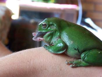  My pet Australian green tree frog having lunch - Australian green tree frog having lunch. He is eating a baby mouse