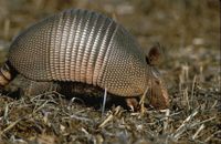 Armadillos are small placental mammals of the fami - Armadillos are small placental mammals of the family Dasypodidae, known for having a bony armor shell. Their average length is about 75 centimeters (30 inches), including tail. All species are native to the Americas, where they inhabit a variety of environments. In the United States, the sole resident armadillo is the Nine-banded Armadillo (Dasypus novemcinctus), which is most common in the central southern states, particularly Texas