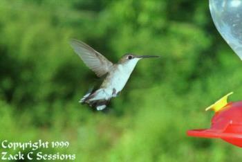 Hummingbird - At Feeder