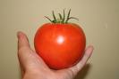 tomato - A hand holding a tomato