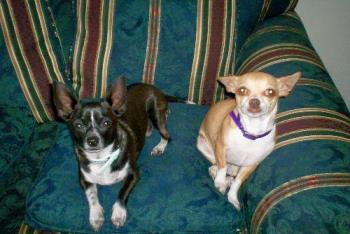 Pepi and Schatzie - My Two Chihuahuas