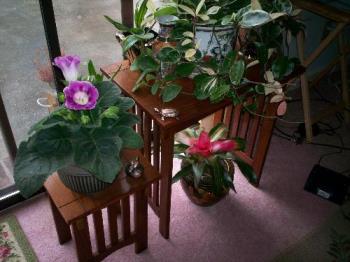 Gloxinia, Hoya and Bromeliad - Three of my plants