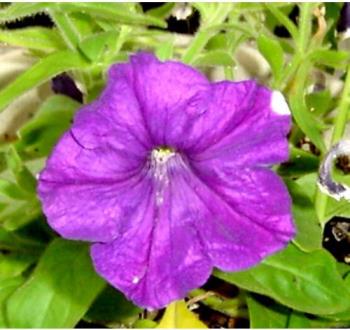 flower - purple flower from my garden