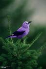 purple bird - purple bird