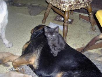 My kitten sitting on the dog - One of my kittens sitting on Lily, one of my dogs.