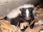 skunk - skunk smells better then perfumes, and other scents.