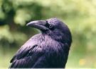 croe - the crow is annoying
