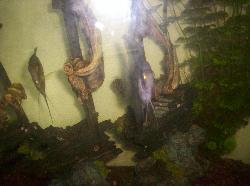 my aquarium - aquarium with tropical fish my aquarium - aquarium with tropical fish