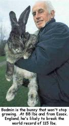 Big Bunny!! - This Rabbit is Huge!