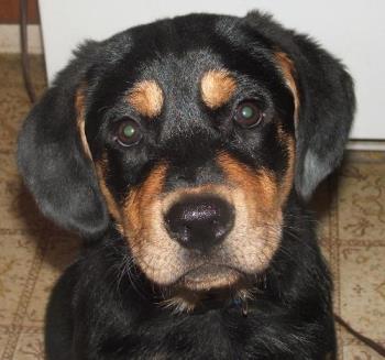 Rocky puppy - "Tub" - This is Rocky. He&#039;s a rottie/golden mix and just about the most loving dog you ever met. He&#039;s happy to see everyone and just conveys his love so well you have to love him back. Look at this face!! Can you say no??