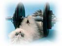 Kitten - A kitten on it&#039;s back under a dumbell