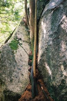 Tree Growing Out Of The Rock - This is a tree we caught sight of when we hiked up the mountain right by Shannon Falls.

It appears to actually be growing right out of the rock. The bit at the very bottom is part of the root ball.