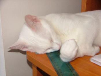 My other cat hard at work. - My Russian White, hard at work.