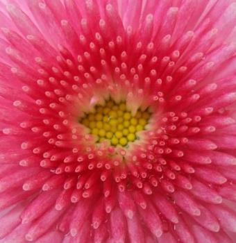 Pink Flower - Getting to the heart of the matter-- down inside the center of a flower in my yard... the full bloom is less than an inch in diameter. Pink Flower - Getting to the heart of the matter-- down inside the center of a flower in my yard... the full bloom is less than an inch in diameter.