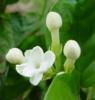 flower - jasmine flower