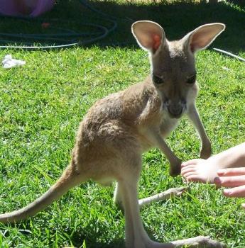 kangaroo - a joey red kangaroo