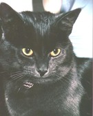 Blackie the cat - This is a picture of a friends black cat. 