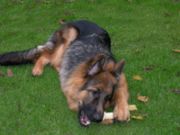 German Shepard - A german shepard chewing on a bone.