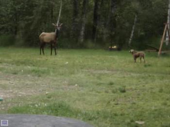 Elk and dog - Showdown Elk and dog - Showdown