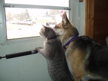 out pets - my dog and cat watching me leave