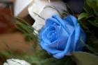 blue rose - this is my nice name and signature, winterose