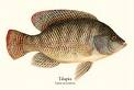 Tilapia fish - Stench of (rotten fish)