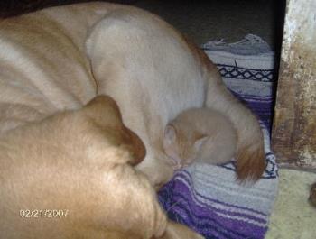 My dog and a kitten - My dog Moose cuddling up with a kitten. It was so cute.