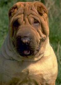 Shar Pei - A Chinese breed of fighting dog.