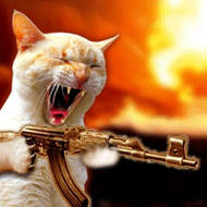cat at war - war freak cat goes berserk