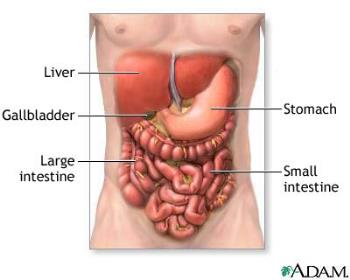 Human Digestive System - Constipation - Lack of regular bowel movements