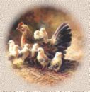 Hen family - I love chicks