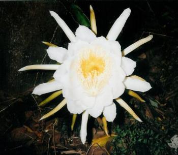 Queen of the Night - Queen of the Night
only flowers for one night Queen of the Night - Queen of the Night
only flowers for one night