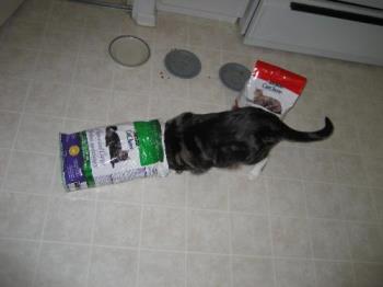 cat in a bag... - feeding time