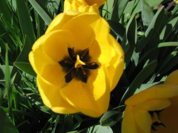 Tulips in Bloom - A single tulip in full bloom from my garden.