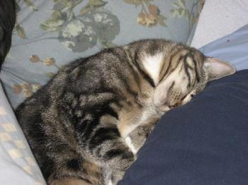 lazy cat - Hey!! wake up!!