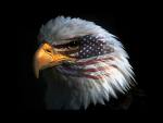 American Partriot Eagle - The American Partriot Eagle, Flying our flag proudly.