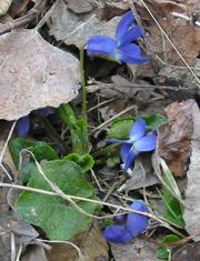 Sweet violet. - This is a photo of a few wild violets aka sweet violets. They are used in many culinary dishes and even has medical herbal uses. It has about 400-500 different varities of he plant.. Sweet violet. - This is a photo of a few wild violets aka sweet violets. They are used in many culinary dishes and even has medical herbal uses. It has about 400-500 different varities of he plant..