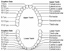 teeth - A full set of adult teeth