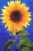 sunflower - sun flower in ausum style 