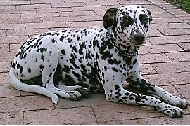 Dog - Dalmatian